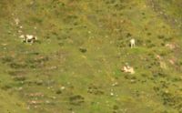 2014-08-02_06FritzPflaum-Steig (161)b.JPG